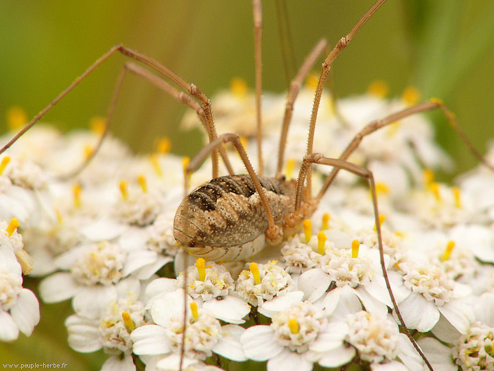 Photo macro araignée Faucheux (Phalangium opilio)