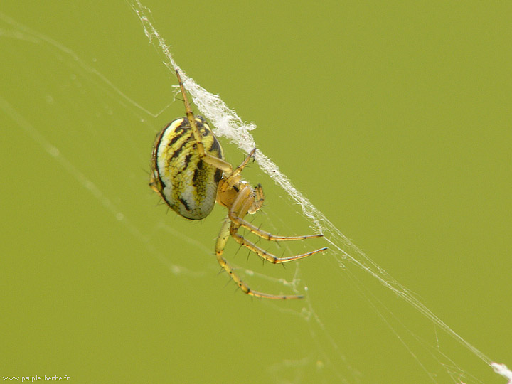 Photo macro Araignée (Araneae)