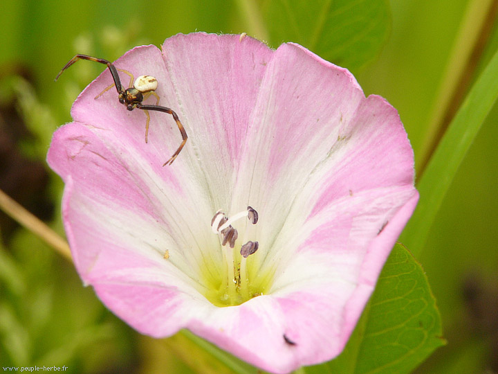 Photo macro Araignée crabe mâle (Misumena vatia)