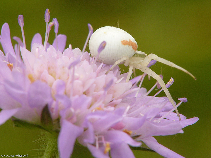 Photo macro Araignée crabe femelle (Misumena vatia)