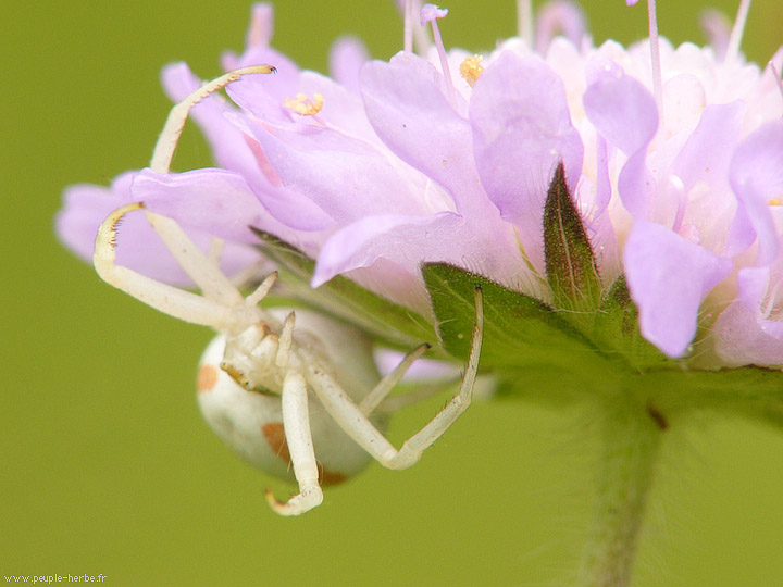 Photo macro Araignée crabe femelle (Misumena vatia)