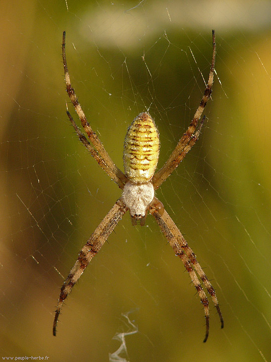 Photo macro araignée Epeire fasciée (Argiope bruennichi)