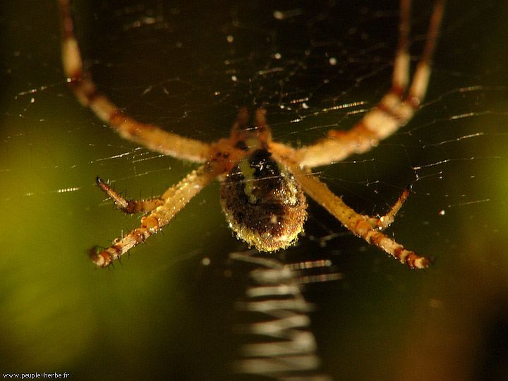 Photo macro araignée Epeire fasciée (Argiope bruennichi)