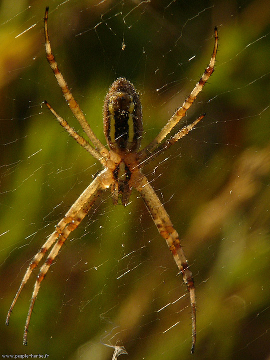 Photo macro araignée Epeire fasciée (Argiope bruennichi)