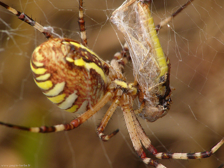 Photo macro araignée Epeire fasciée (Argiope bruennichi)