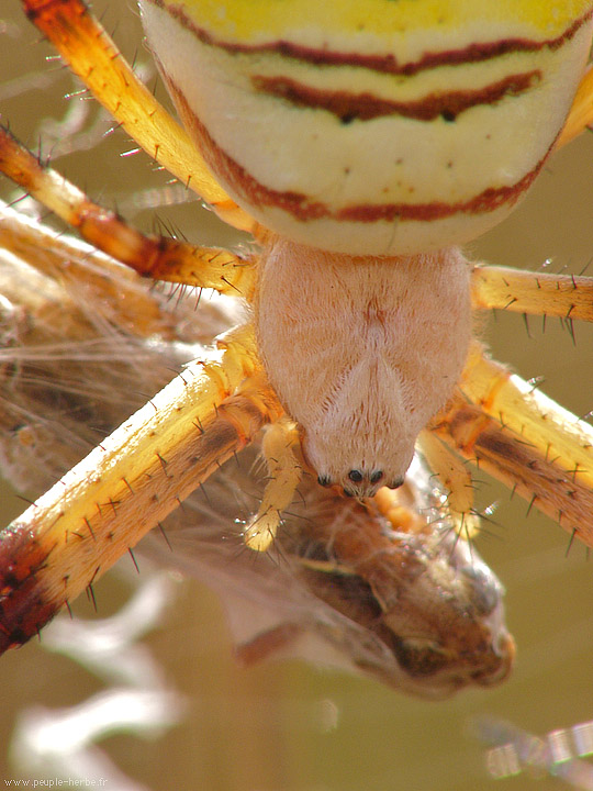 Photo macro araignée Epeire fasciée (Argiope bruennichi)