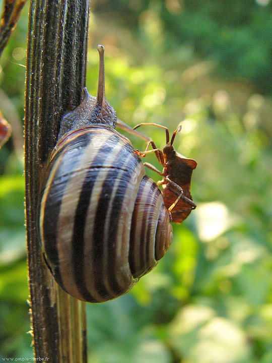 Photo macro Escargot des jardins (Cepaea hortensis)