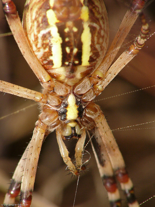 Photo macro araignée Epeire fasciée (Argiope bruennichi)