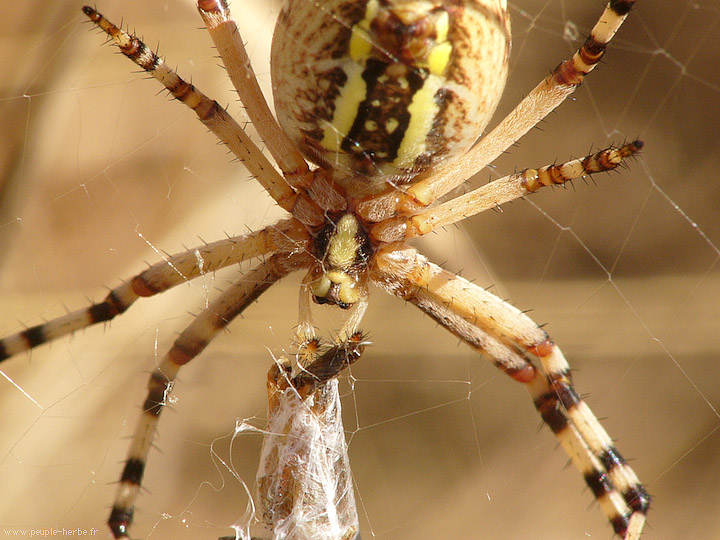 Photo macro araignée Epeire fasciée (Argiope bruennichi)