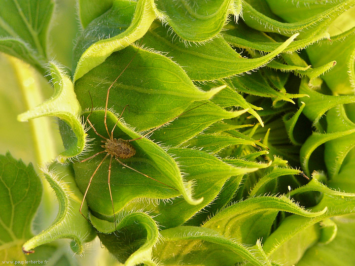 Photo macro araignée Faucheux (Phalangium opilio)