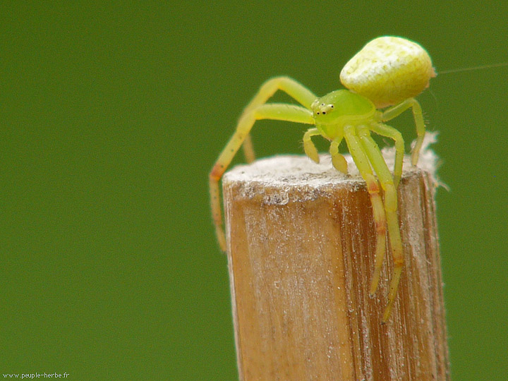 Photo macro Araignée crabe femelle (Misumena vatia)