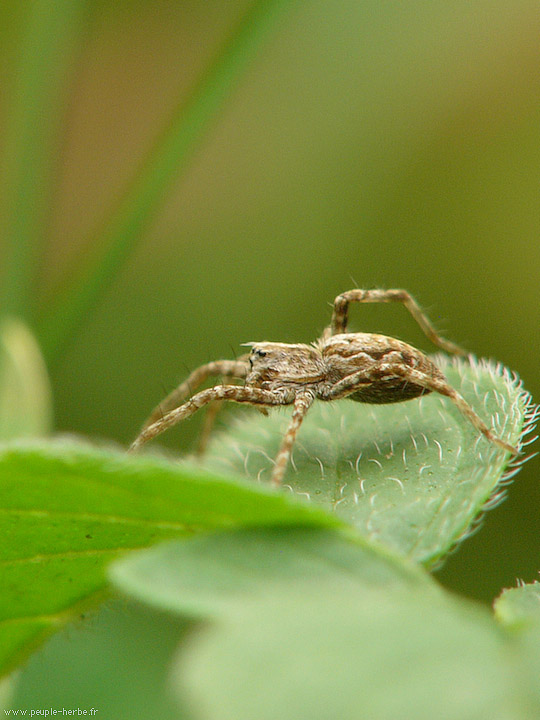 Photo macro Araignée (Araneae)