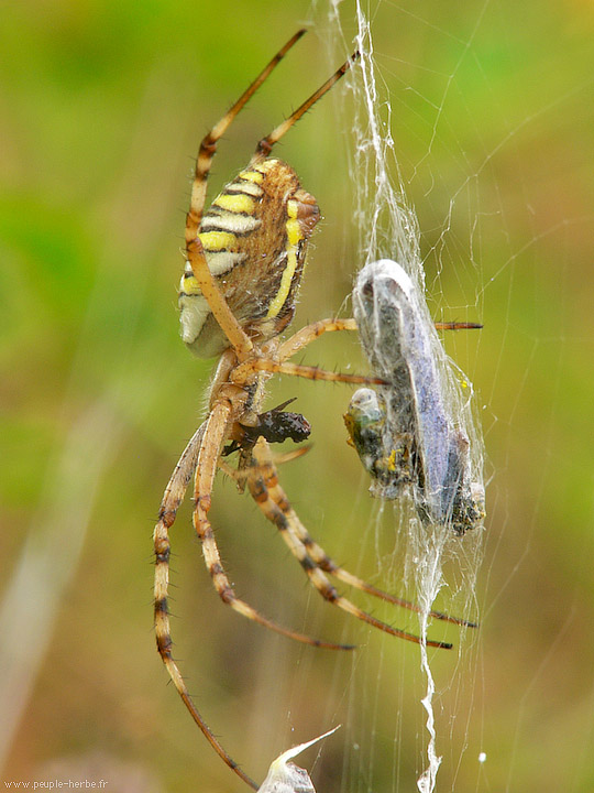 Photo macro araignée Epeire fasciée (Argiope bruennichi)