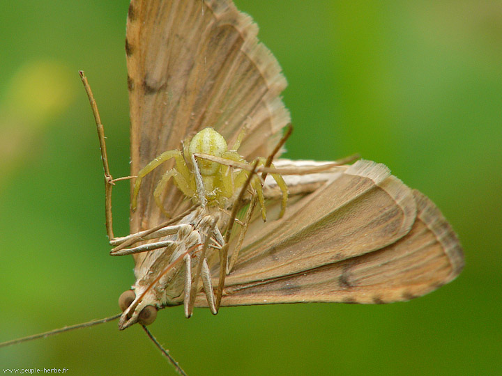 Photo macro Araignée crabe femelle (Misumena vatia)