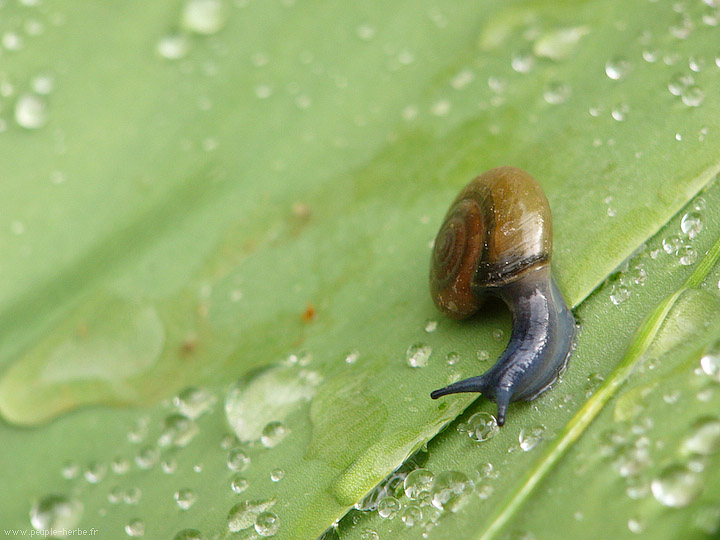 Photo macro Escargot (Gastropoda)