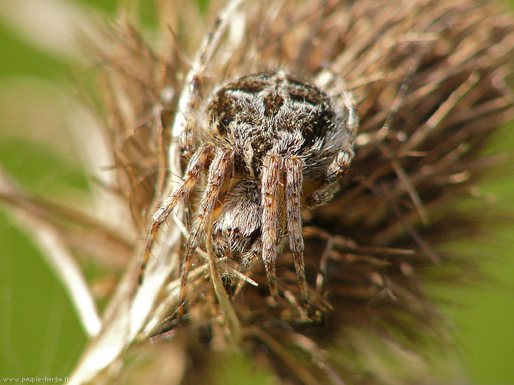 Photo macro araignée Epeire de velours (Agalenatea redii)