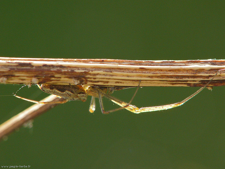 Photo macro Araignée (Araneae)