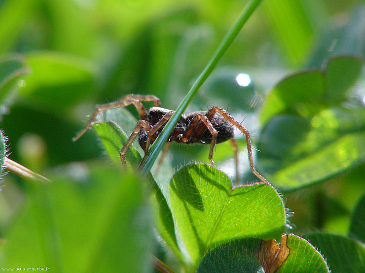 Photo macro Araignée (Araneae)