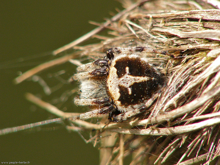 Photo macro araignée Epeire de velours (Agalenatea redii)