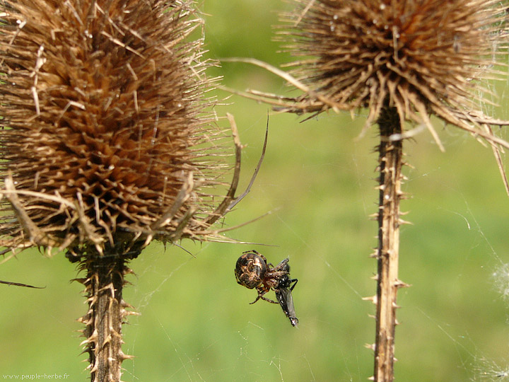 Photo macro araignée Epeire de velours (Agalenatea redii)