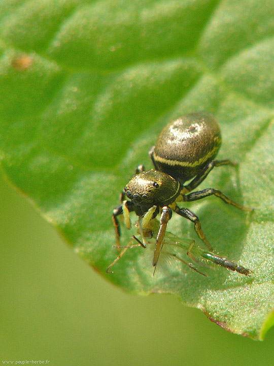 Photo macro Araignée (Araneae)