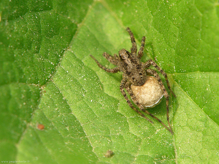 Photo macro Araignée loup (Pardosa amentata)