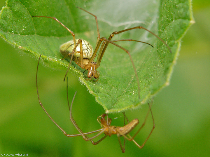 Photo macro Tétragnathe étirée (Tetragnatha extensa)