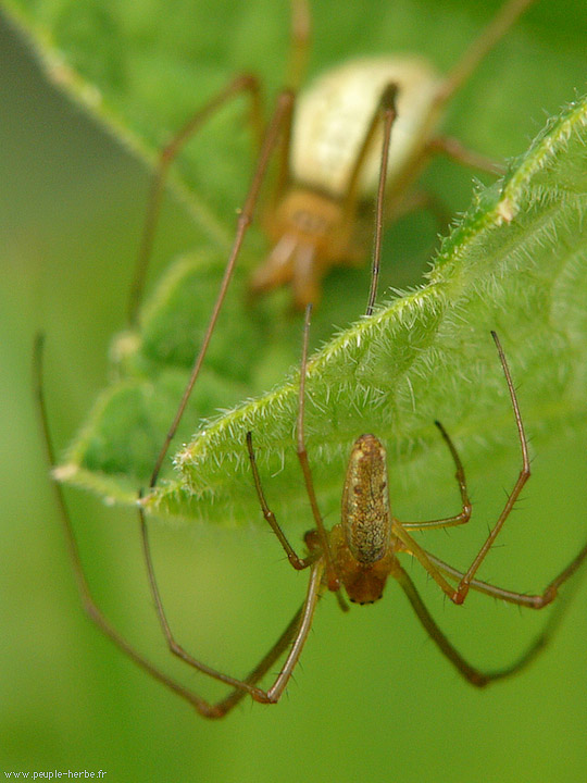 Photo macro Araignée (Araneae)