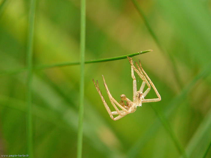 Photo macro Mue d'araignée