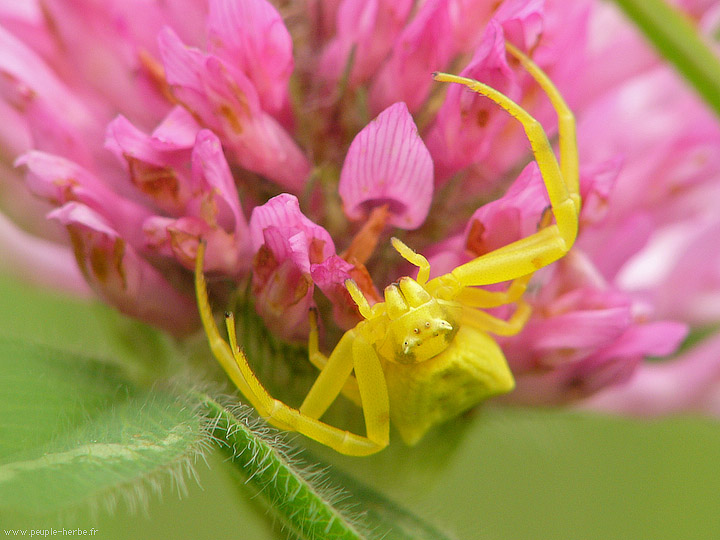 Photo macro araignée Thomise (Thomisus onustus)