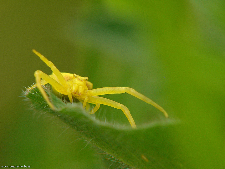 Photo macro araignée Thomise (Thomisus onustus)