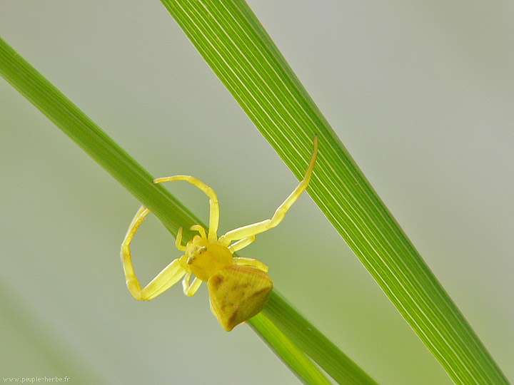 Photo macro araignée Thomise (Thomisus onustus)