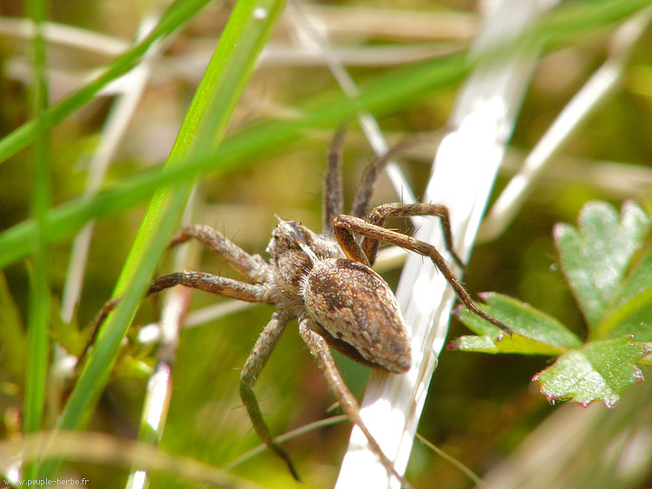 Photo macro Araignée (Araneae)