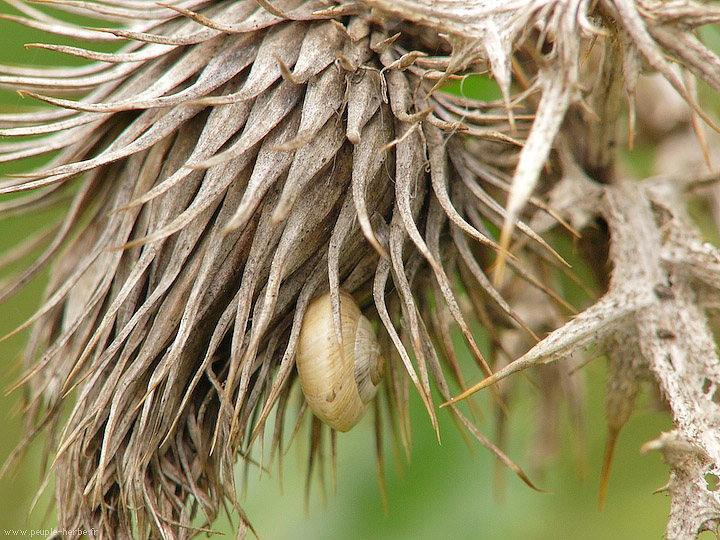 Photo Escargot (Gastropoda)