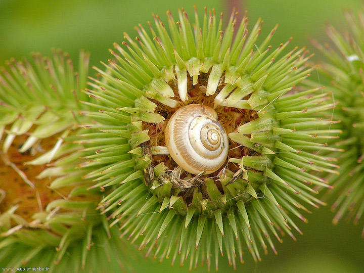 Photo macro Escargot (Gastropoda)