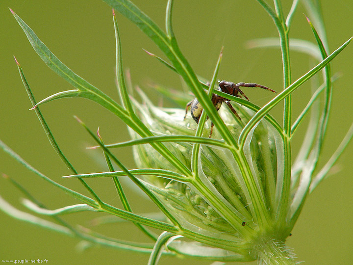 Photo macro Araignée (Araneae)