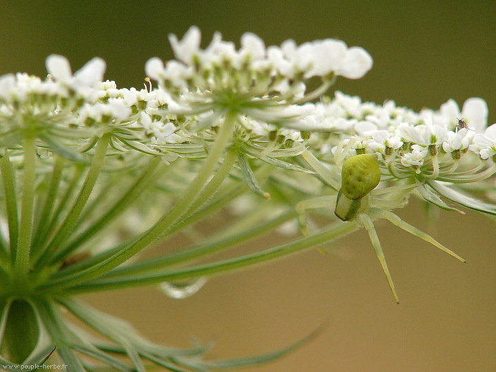 Photo macro Araignée crabe femelle (Misumena vatia)