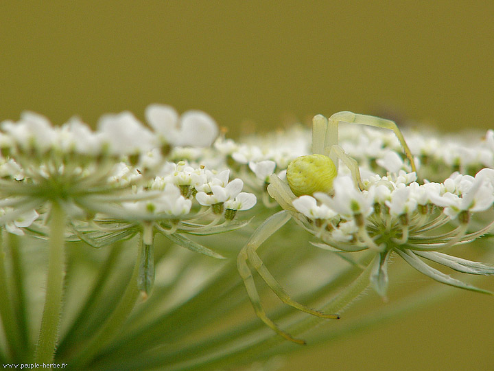 Photo macro Araignée crabe femelle (Misumena vatia)