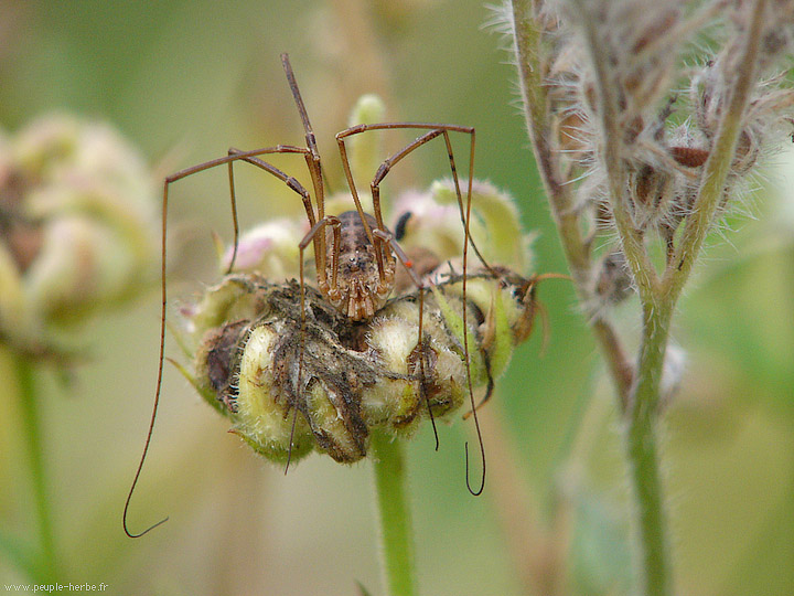 Photo macro Araignée (Araneae)