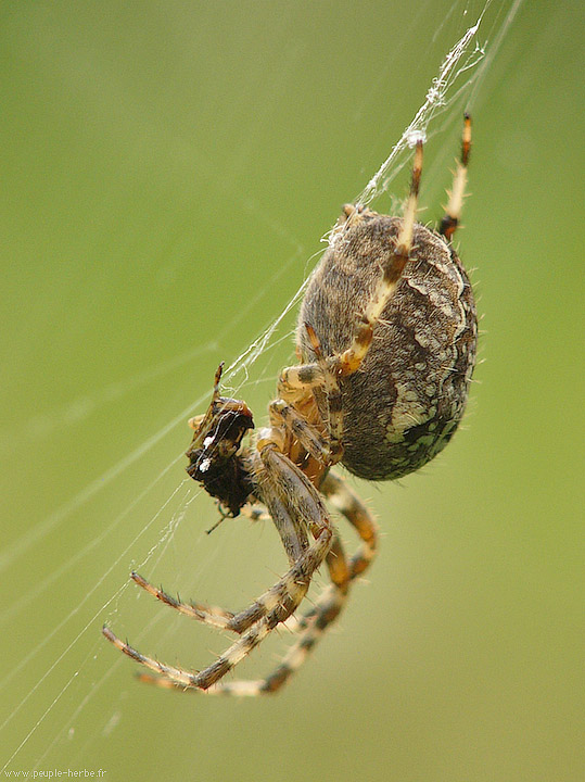 Photo macro araignée Epeire diadème (Araneus diadematus)