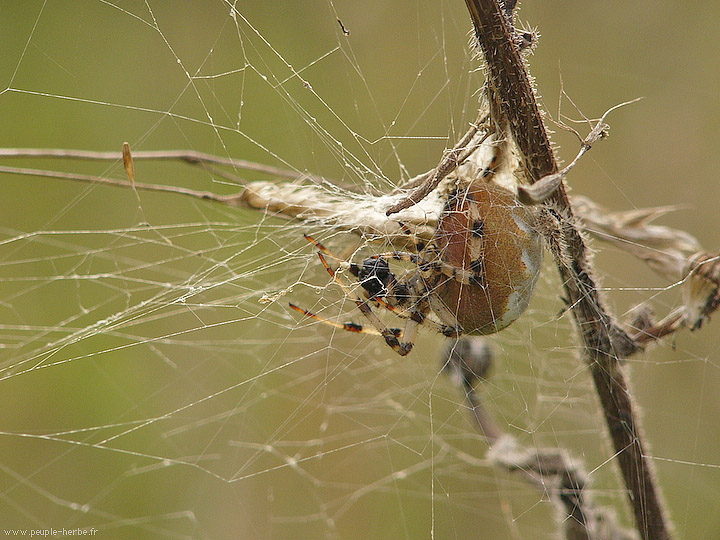 Photo macro araignée Epeire à quatre points (Araneus quadratus)