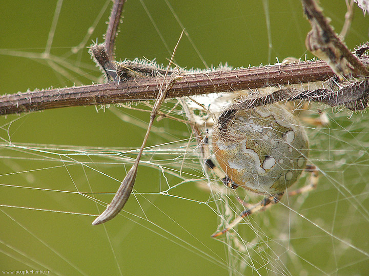 Photo macro araignée Epeire à quatre points (Araneus quadratus)