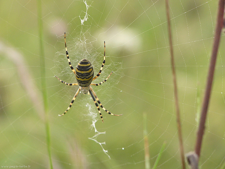 Photo macro araignée Epeire fasciée (Argiope bruennichi)