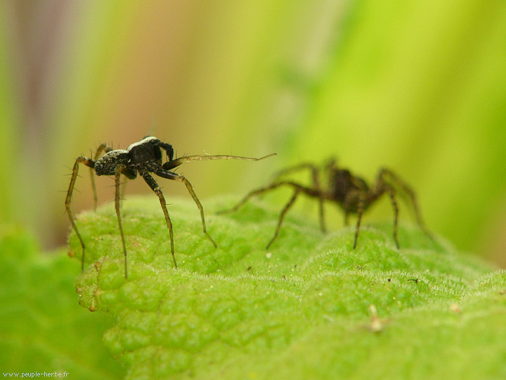 Photo macro Araignée (Araneae)