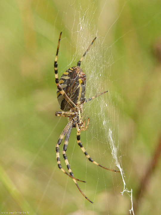 Photo macro araignée Epeire fasciée (Argiope bruennichi)