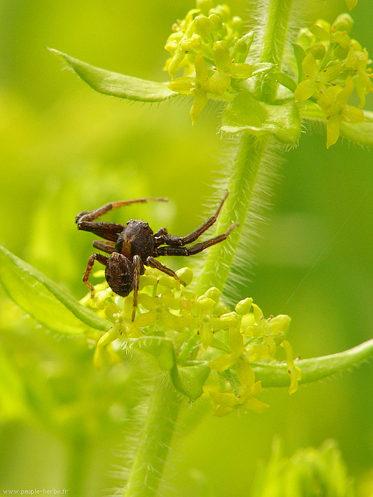 Photo macro Araignée (Araneae)