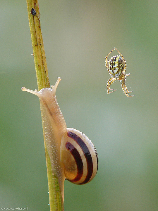 Photo macro Escargot des jardins (Cepaea hortensis)