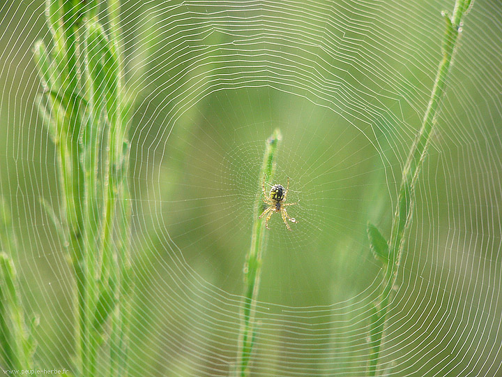 Photo macro Araignée (Araneae)