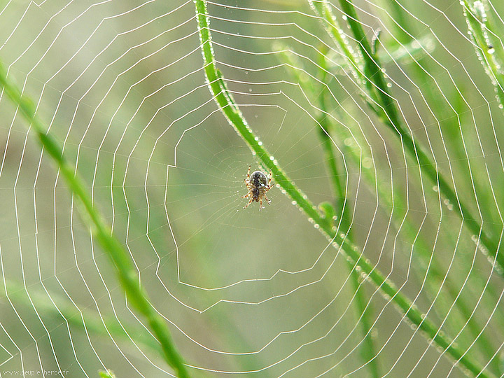 Photo macro Araignée (Araneae)