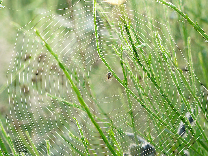 Photo macro Araignée (Araneae)